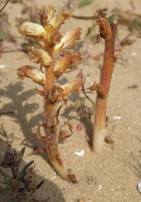 Orobanche sp.
